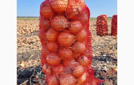 Продам цибулю