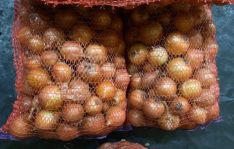 Продам. Лук медуза