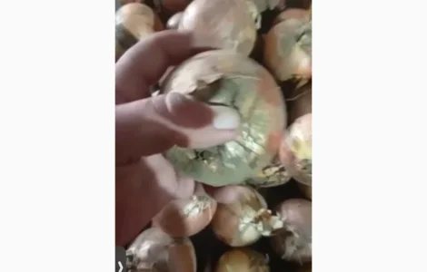 ПРОДАМ лук репчатый на переработку