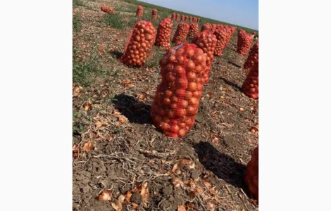 Продаємо цибулю