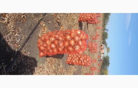 Продам товарный лук сорт Боско