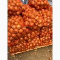 Ранняя молодая луковица из Ровенщины - оптовые партии от производителя