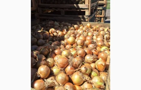 Продам лук из Польши 1