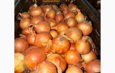 Продам цибулю