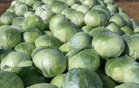 Продам капусту сорт; Центурион