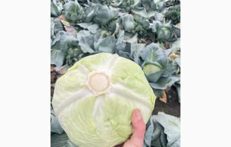 Продам товарную капусту