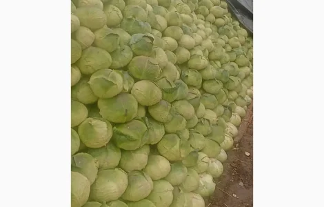 Продам капусту сорт Агрессор