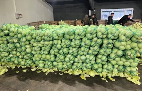 Капуста сорт Тореадор