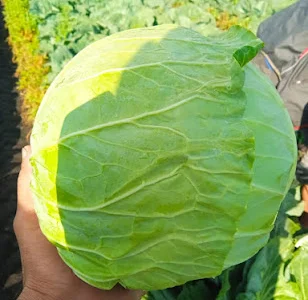 Продам капусту от поставщика от 5 тонн. Цена договорная