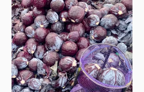 Продам красноголовую капусту