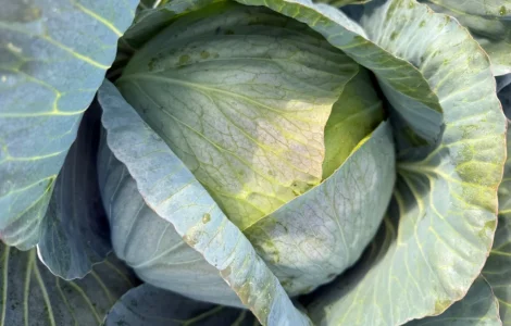 Продам белокочанную капусту
