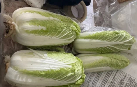 Продам пекинскую капусту