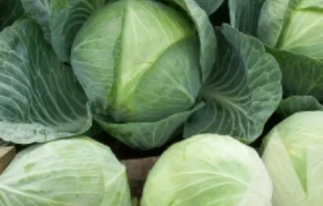 Продам КАПУСТУ білоголову різних сортів