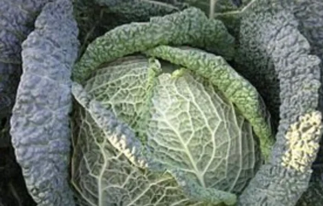 Продам КАПУСТУ "Савойскую"