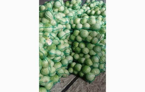 Продаю капусту сорт «Золтон»