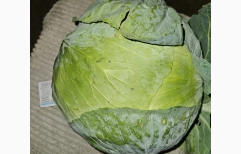Продам капусту Центурион