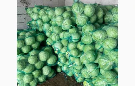 Продам капусту Сторидор