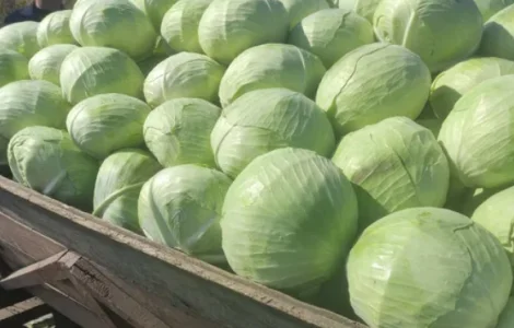 Продам капусту Агрессор