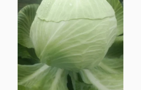 Продам капусту