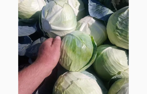 Продам капусту агрессор без трипсы и гнили и свеклу пабло 0688386670