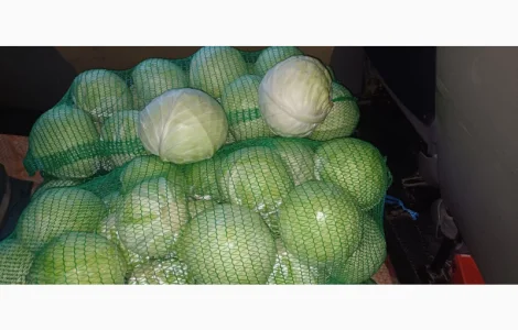 Продам капусту "Бригадир"