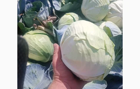 Продам капусту агрессор и буряк пабло