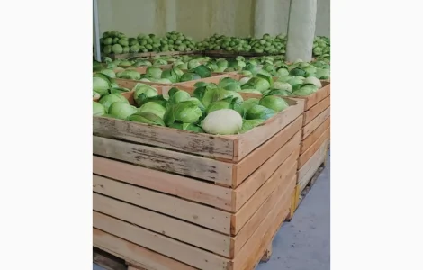 Продам Капуста белокочанная оптом 200+тон