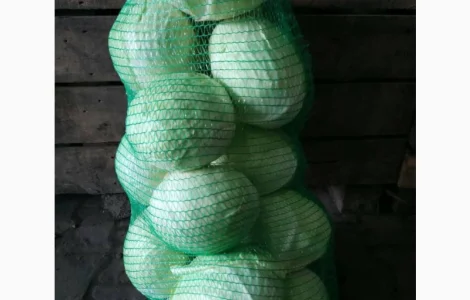 Продам капусту сорт Агрессор