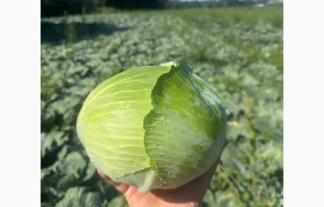 Продам капусту гібрид Агресор