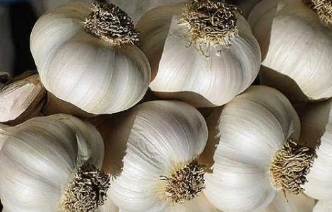 Чеснок на продажу с НДС