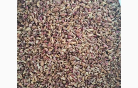 Продам воздушку чеснока сорт "Любаша"