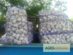 Продам чеснок для посадки