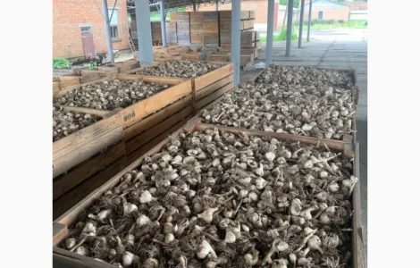Продажа чеснока