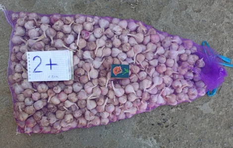 Продам чеснок Любаша 1 репродукция