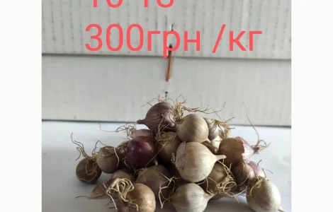 Продам однозубку чеснока сорта Любаша фракция 10-18(300грн)