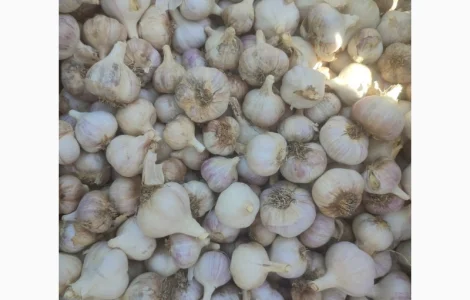 Продам озимый чеснок 100 грн