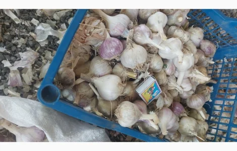 Продам товарний часник