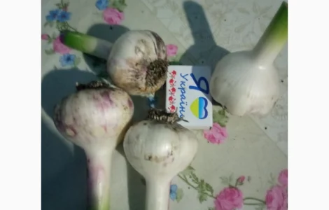 Продам часник сорту Любаша та Софіївський