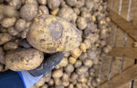 Продажа бюджетной картошки