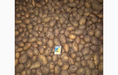 Продам картоплю насіннєву
