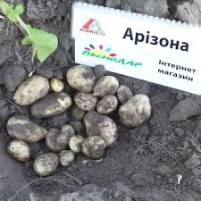 Семенной картофель Аризона Киевская область купить качественный