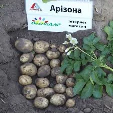 Посадочная картофель Аризона Николаевская область купить качественную