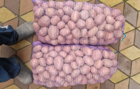 Продам насінневу картоплю Біла роза