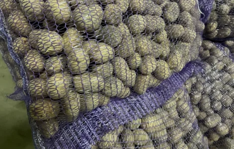 Здійснюємо поставку насіннєвої картоплі сорту Рів’єра для фермерських господарств