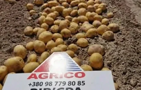 Насіннєва картопля Рів’єра 1-2 репродукція оптом від 5 тонн