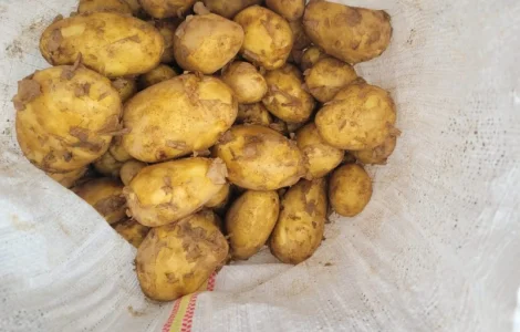 Продам молодую картошку