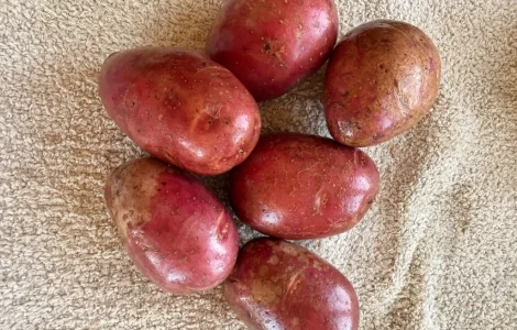 Розовый картофель сорт Алюет 1 сорт