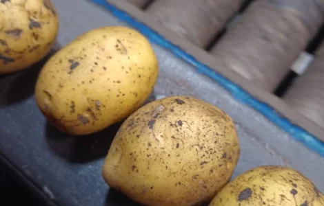 Посадкова картопля сорт Гала та Лілі 2-ої репродукції