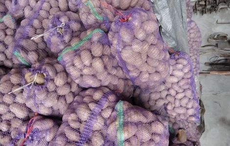 Продам картофель 20 тонн