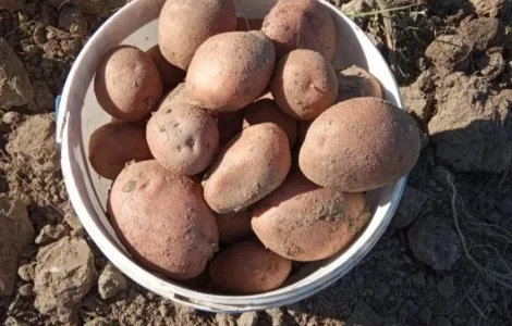 Продам картоплю сорту Беллароза